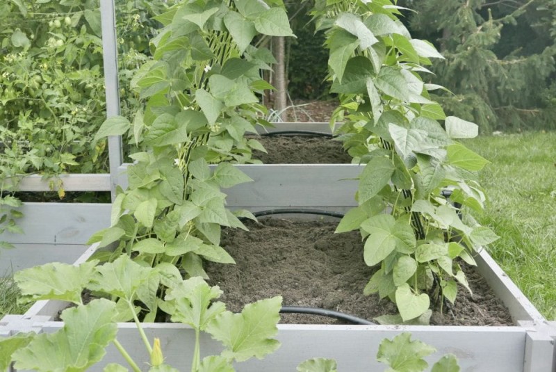 warzywnik drewniany typ M