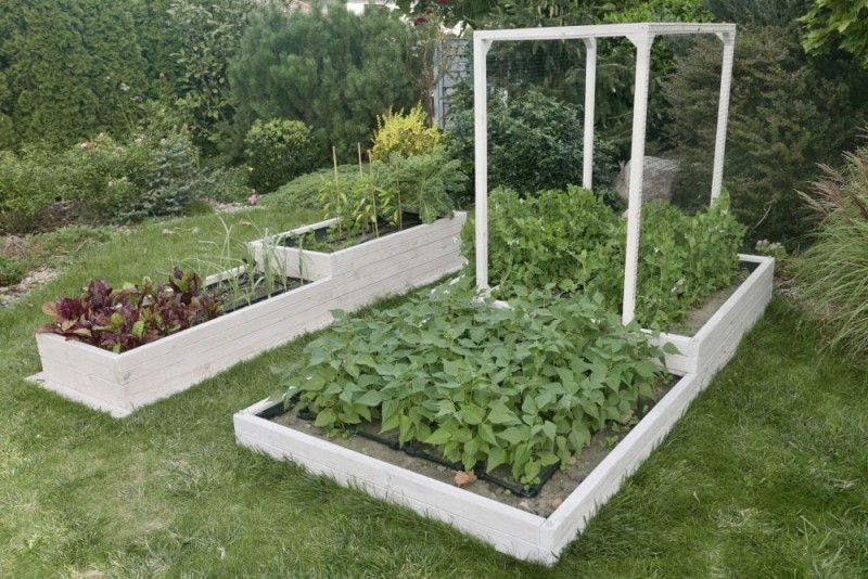 WARZYWNIK DREWNIANY TYP XL SLIM