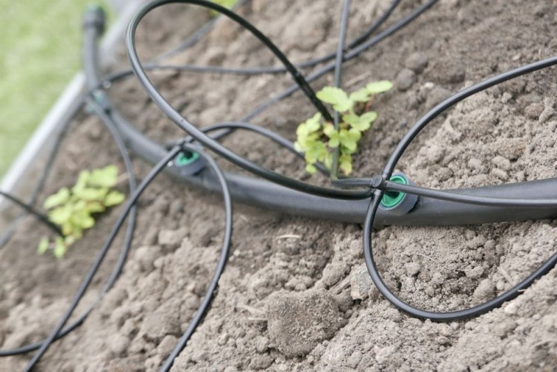 Wąsy - system nawadniania punktowego - SNP8 - gardentechnika.pl