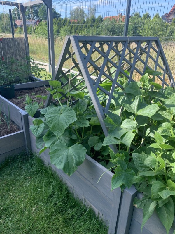 WARZYWNIK DREWNIANY TYP M