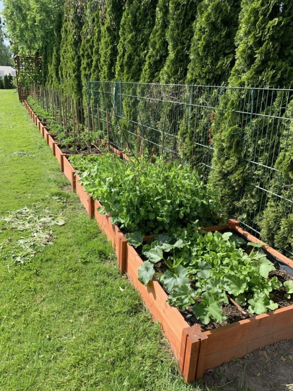 WARZYWNIK DREWNIANY TYP M