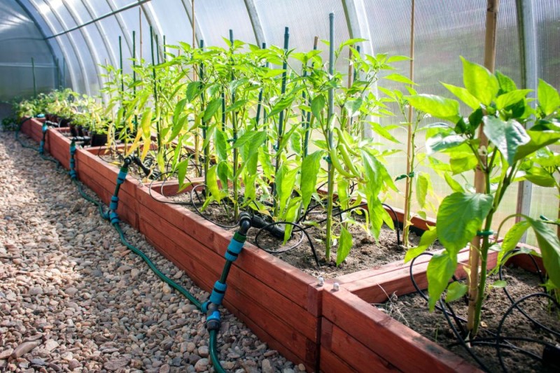 WARZYWNIK DREWNIANY TYP XL SLIM