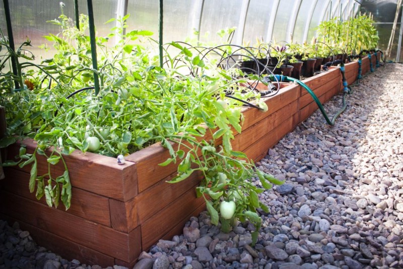 WARZYWNIK DREWNIANY TYP XL SLIM