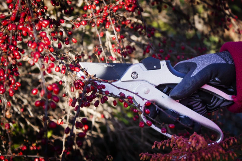 gardentechnika - sekator  narzędzia ogrodnicze na wiosnę