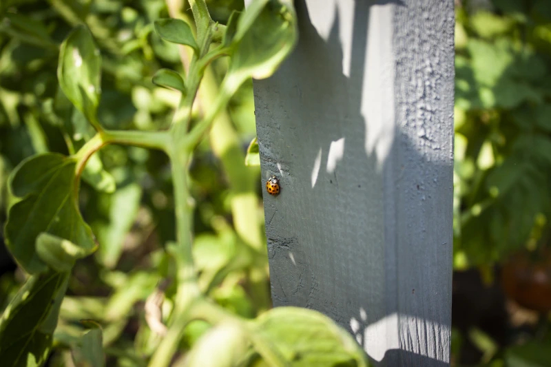 gardentechnika - niezbędne narzędzia w ogrodzie do prac ogrodowych