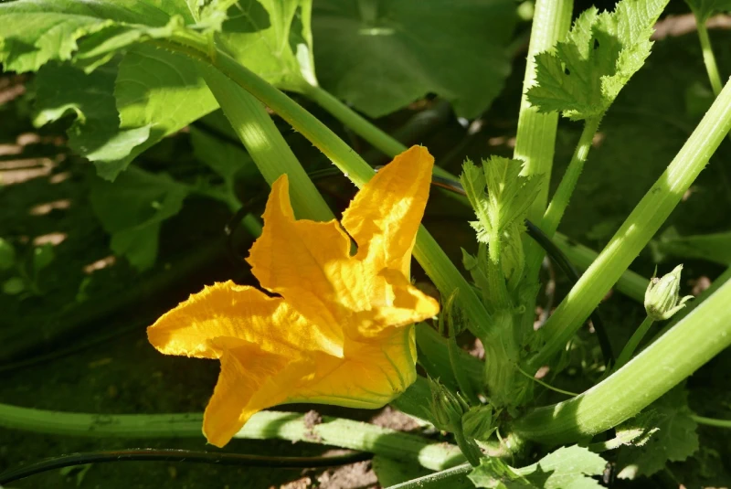 gardentechnika.pl - rośliny w warzywnikach drewnianych