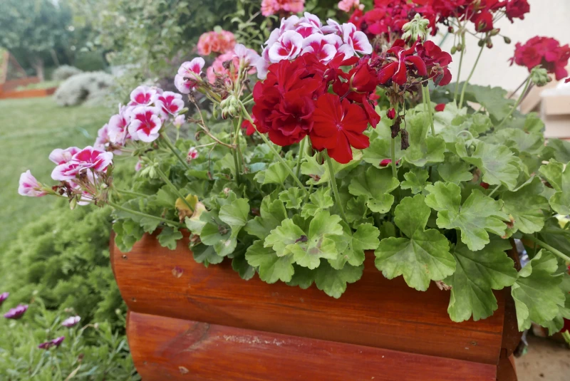 gardentechnika.pl - rośliny w warzywnikach drewnianych