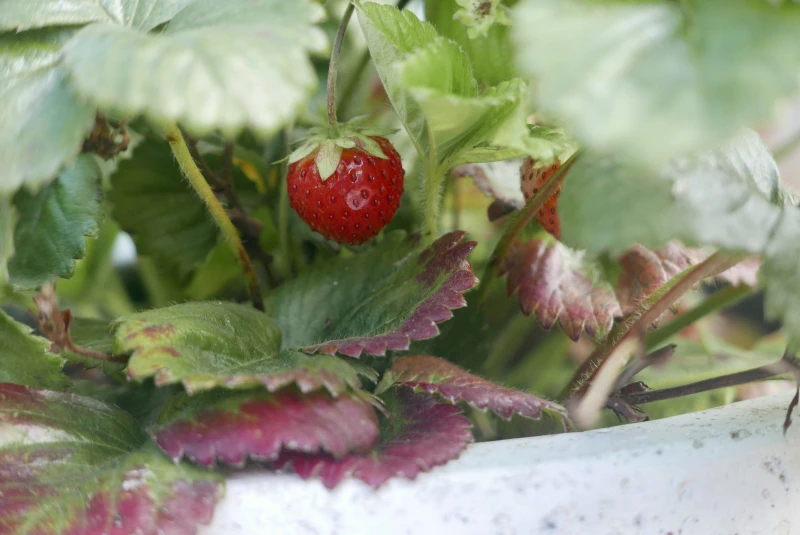 gardentechnika.pl - rośliny w warzywnikach drewnianych