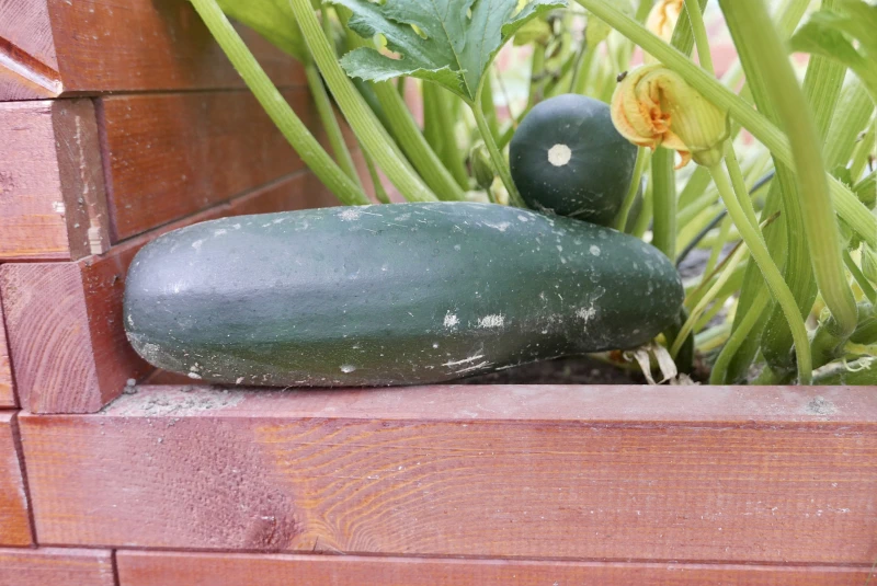 gardentechnika.pl - rośliny w warzywnikach drewnianych