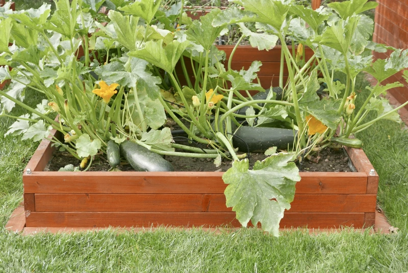 gardentechnika.pl - rośliny w warzywnikach drewnianych